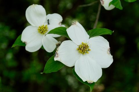 Flowering dogwood bracts (that look like flower petals) (Cornus florida)