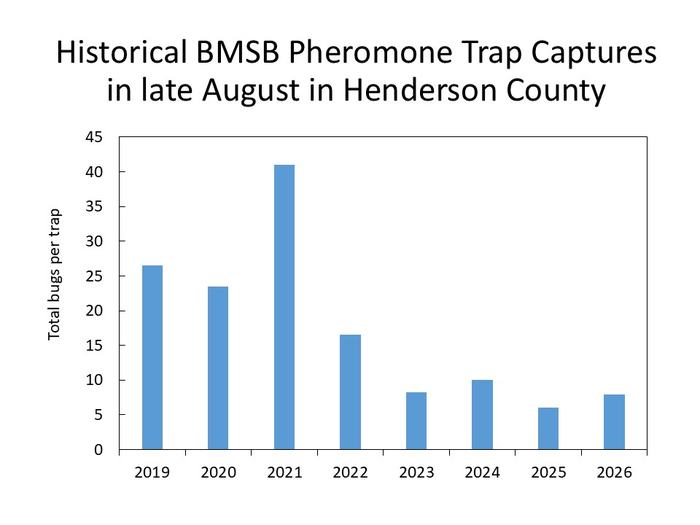 Chart showing declining August numbers of brown marmorated stink bug captures from 2019 through 2026