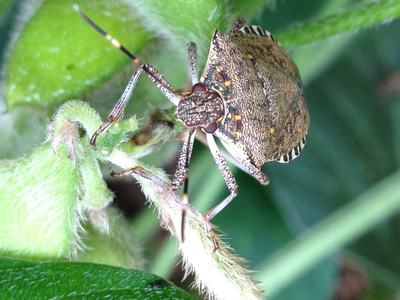 Brown marmorated stink bug on soybean leaf