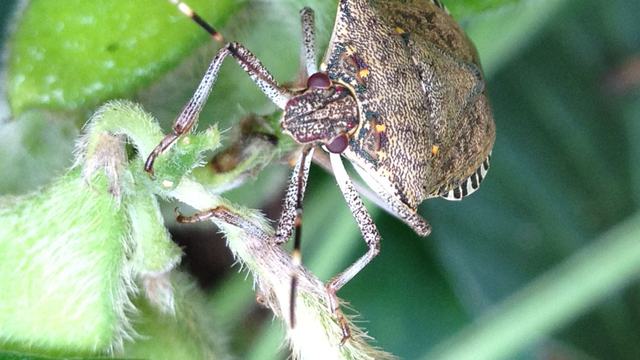 Brown marmorated stink bug on soybean leaf