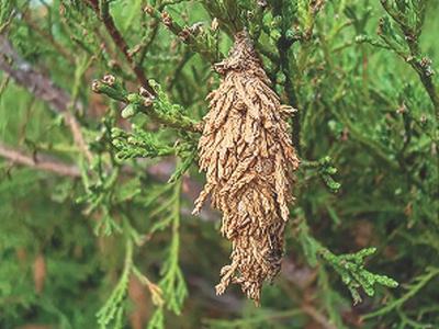Bagworm casing in an evergreen tree