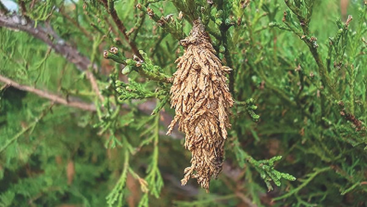 Bagworm casing in an evergreen tree