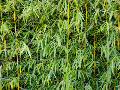 bamboo leaves and stems