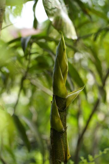 Close up of a young bamboo shoot