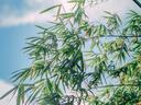 Bamboo leaves in foreground with blue sky, white clouds, and sunlight in the background