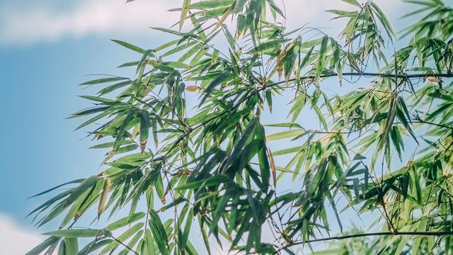 Bamboo leaves in foreground with blue sky, white clouds, and sunlight in the background