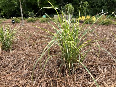 Bandwidth Miscanthus grass is a sterile cultivar with interesting golden bands on the foliage.