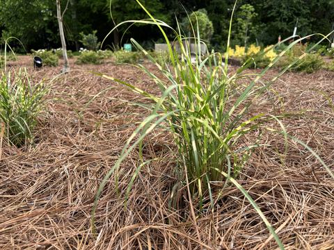 Bandwidth® Miscanthus grass is a sterile cultivar with interesting golden bands on the foliage.
