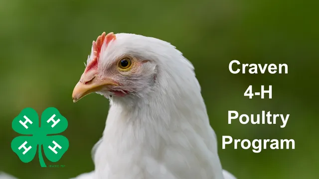 Leghorn Hen head with green blurred background and text that says "Craven 4-H Poultry Program"