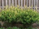 Mounding form of baptisia with green leaves and yellow blooms