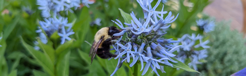 A small black and yellow bee gathers nectar from the blue, star-shaped flowers of Amsonia.