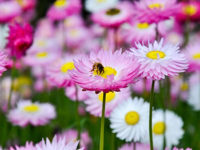 Bee collects pollen from a pink and white daisy-like flower in a garden of blooming spring flowers.