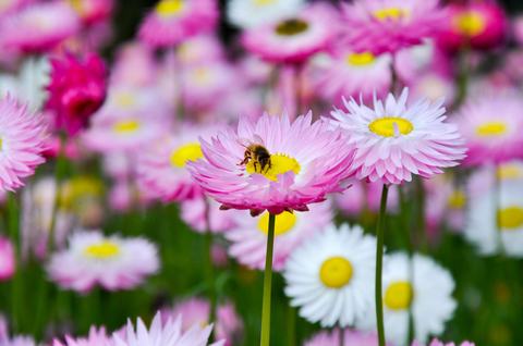Bee collects pollen from a pink and white daisy-like flower in a garden of blooming spring flowers.