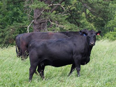 Beef-Cattle-at-Mountain-Research-Station
