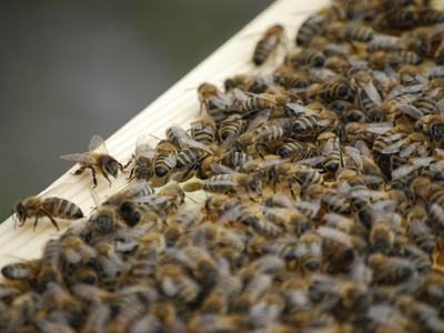 Close up of many bees in a hive