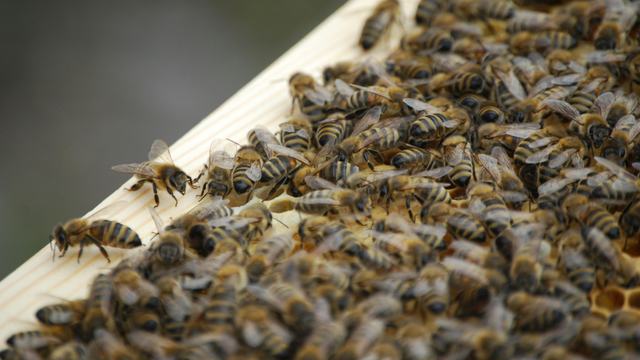 Close up of many bees in a hive