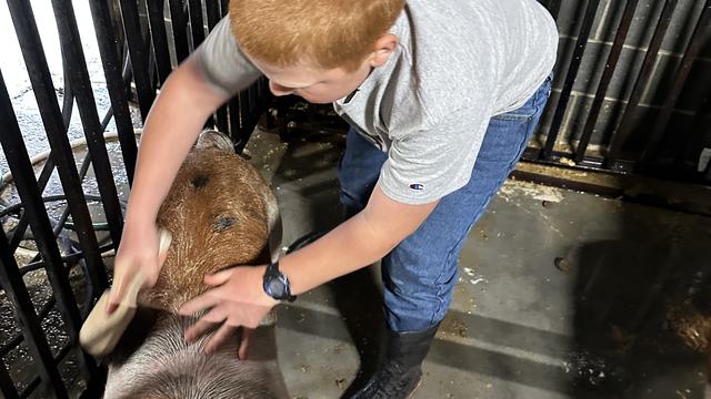 Youth washing a pig in a washpit with a brush at a 4-H show.
