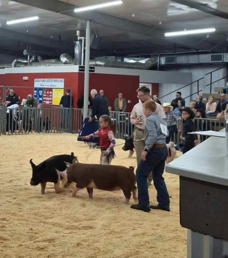 4-Her Benjamin Peluso is showing his red-and-white pig and talking to the judge in the showmanship class