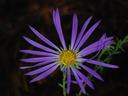 Big-headed aster with purple flower head