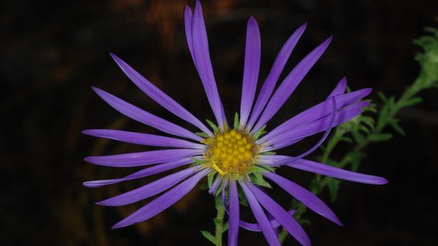 Big-headed aster with purple flower head