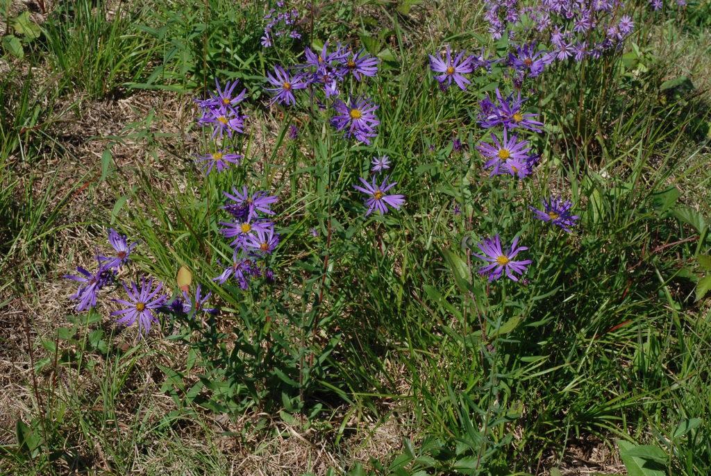 Big-headed aster's natural form in native habitats