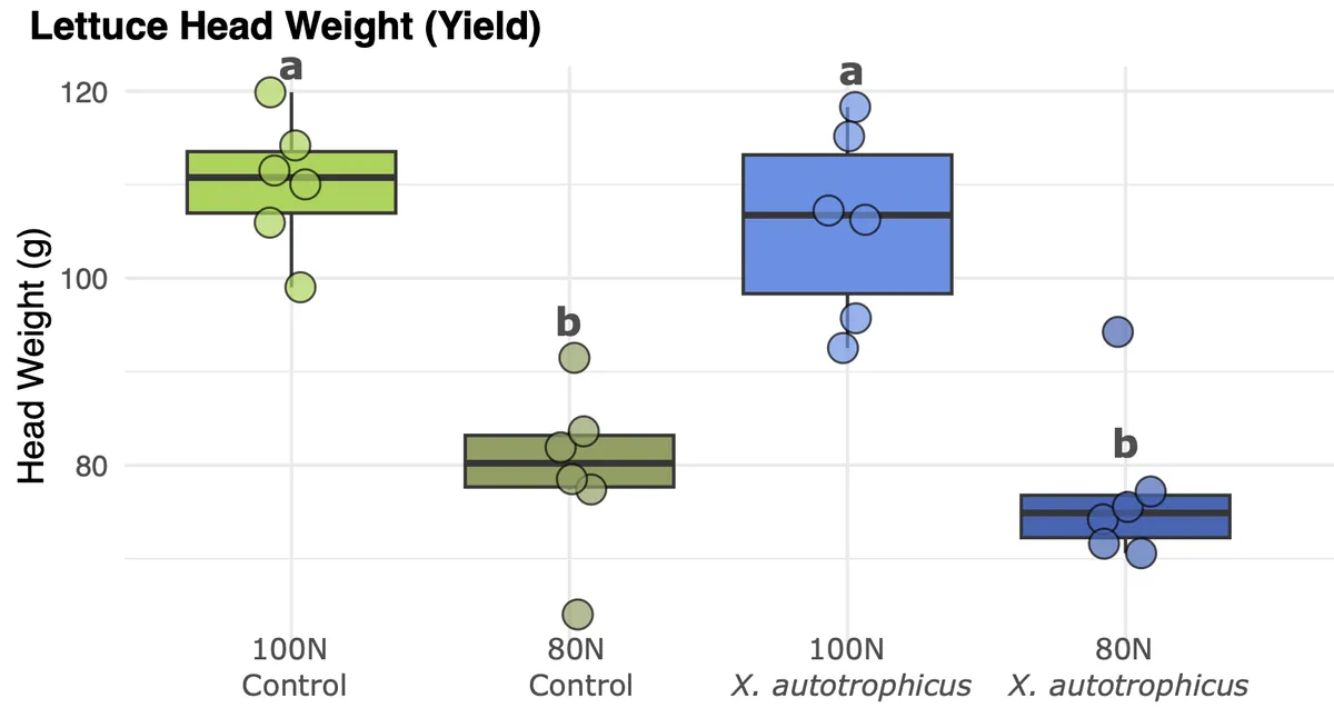 Boxplots show lettuce biomass across nitrogen and microbe treatments.