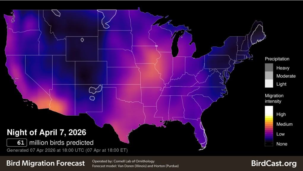 BirdCast Bird Migration Forecast April 7, 2026