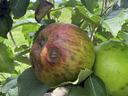 Signs and symptoms of bitter rot on 'Rome Beauty' Apple fruit.