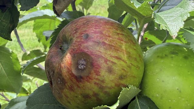 Signs and symptoms of bitter rot on 'Rome Beauty' Apple fruit.