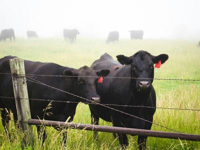 Black Angus cattle in a fenced field
