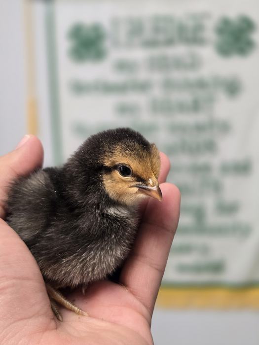 A baby black chick sitting in a hand with the 4-H Pledge in the back ground