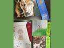 Dog Artistic