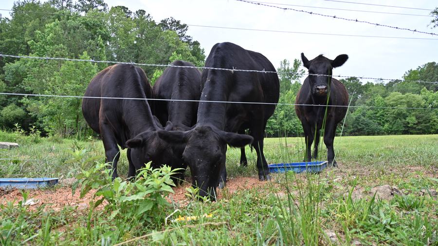 A group of black cows eating peanut byproduct in a fenced pasture at Koi Creek Farm in Louisburg, N.C.