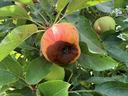 Black rot on the calyx end of a 'Gala' apple