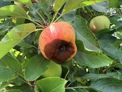 Black rot on the calyx end of a 'Gala' apple