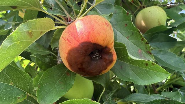 Black rot on the calyx end of a 'Gala' apple