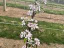 Bloom on an apple tree in a trellis block