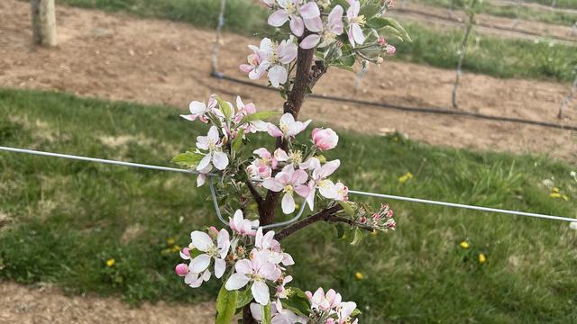 Bloom on an apple tree in a trellis block