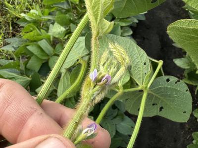 Corn earworm consuming a soybean flower