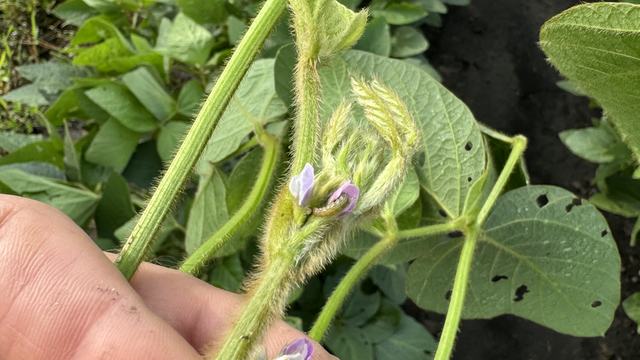 Corn earworm consuming a soybean flower