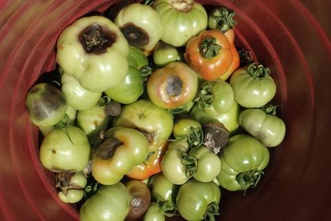 A bucket of tomatoes with browning on the blossom ends