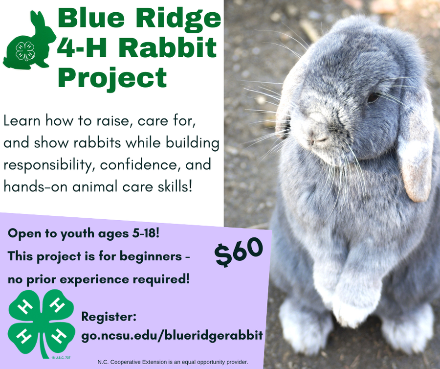 information about the 4-H rabbit project