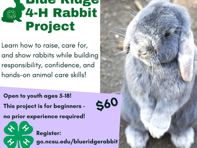 information about the 4-H rabbit project