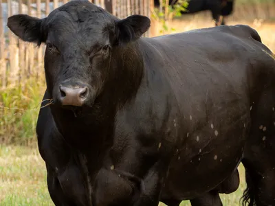 Photo of bull in pasture