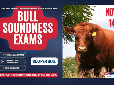 Bull Soundness Exams Offered Through Cleveland County Cooperative Extension