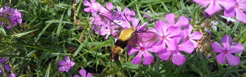 A yellow and black striped clear-winged moth gathers nectar from purple flowers.