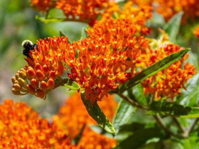 Butterfly Weed