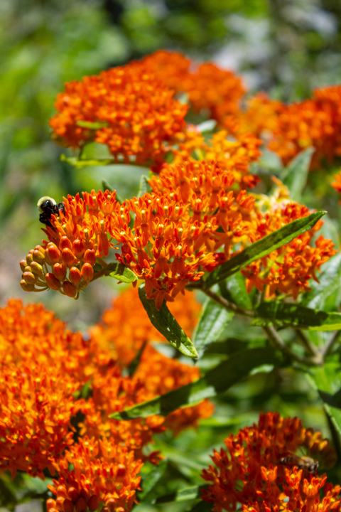 Butterfly Weed
