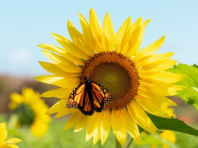 Butterfly on sunflower