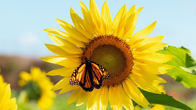 Butterfly on sunflower